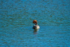 RLH_7179 RLH_7179