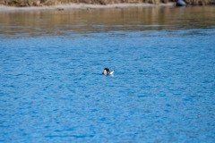 RLH_7268 RLH_7268