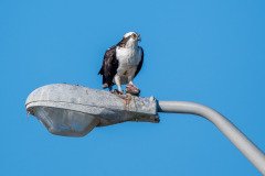 RLH_7361 RLH_7361