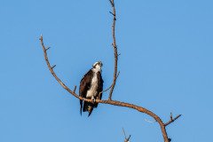 Osprey Osprey
