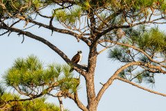 Osprey Osprey