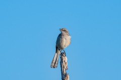 Mocking Bird Mocking Bird