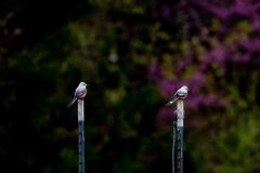 DSC_6633 DSC_6633