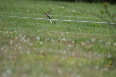 DSC_6637 DSC_6637