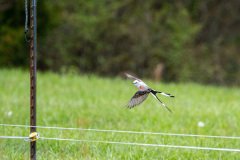 DSC_6639 DSC_6639
