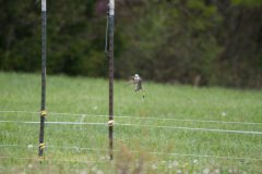 DSC_6640 DSC_6640