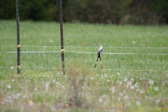 DSC_6665 DSC_6665