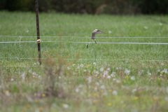 DSC_6668 DSC_6668