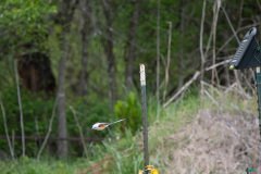DSC_6693 DSC_6693