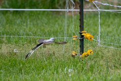 DSC_6699 DSC_6699