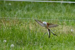 DSC_6715 DSC_6715