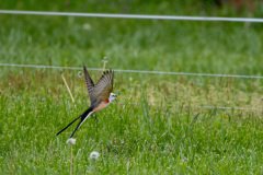 DSC_6720 DSC_6720