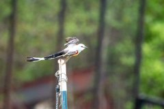DSC_6748 DSC_6748