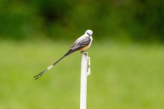 DSC_6756 DSC_6756