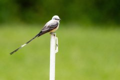 DSC_6769 DSC_6769