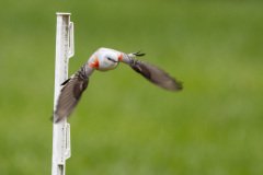 DSC_6796 DSC_6796