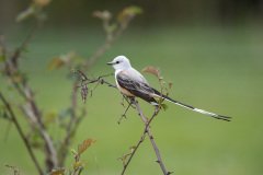 DSC_6803 DSC_6803