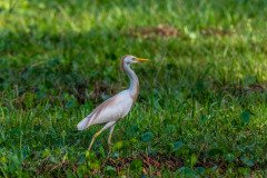 Western Cattle Egret Western Cattle Egret