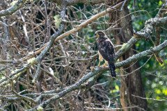 Broad-winged Hawk Broad-winged Hawk