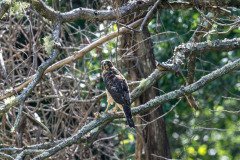 Broad-winged Hawk Broad-winged Hawk