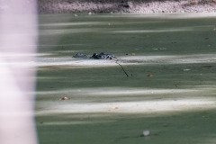 Alligator Alligator