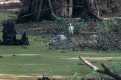 White Ibis & Snowy Egret White Ibis & Snowy Egret
