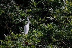 Great White Egret Great White Egret