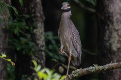 Yellow-crowned Night-Heron Yellow-crowned Night-Heron