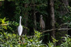 Yellow-crowned Night-Heron Yellow-crowned Night-Heron