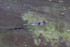 Alligator Alligator
