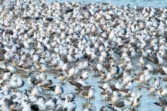 Gulls, lots & lots of gulls Gulls, lots & lots of gulls