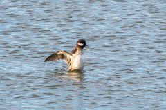 Bufflehead Bufflehead