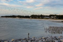 Gulls coming in  from the night roost Gulls coming in  from the night roost