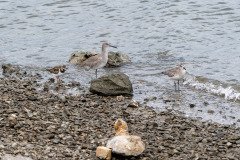 Ruddy Turnstone, Willet, and a Sanderling Ruddy Turnstone, Willet, and a Sanderling