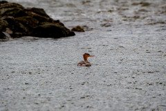Red-breasted Merganser Red-breasted Merganser