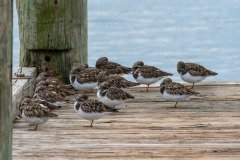 group of Ruddy Turnstones group of Ruddy Turnstones