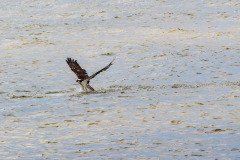 Osprey missed this time Osprey missed this time