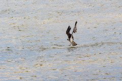 Osprey missed this time Osprey missed this time