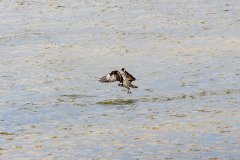 Osprey missed this time Osprey missed this time