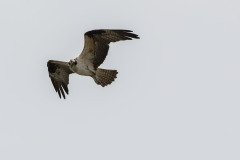 Osprey hunting Osprey hunting