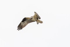 Osprey sighted a fish Osprey sighted a fish