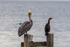 Brown Pelican and a Neotropic Cormorant. Brown Pelican and a Neotropic Cormorant.