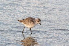 Black-bellied Plover Black-bellied Plover