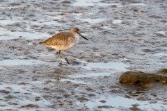 Willet Willet