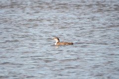 Common Loon Common Loon
