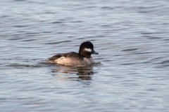 Bufflehead Bufflehead