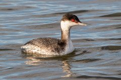 Horned Grebe Horned Grebe