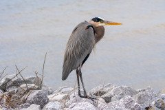Great Blue Heron Great Blue Heron