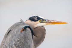 Great Blue Heron Great Blue Heron