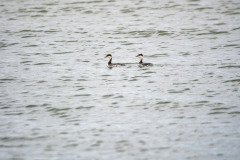 Horned Grebes Horned Grebes